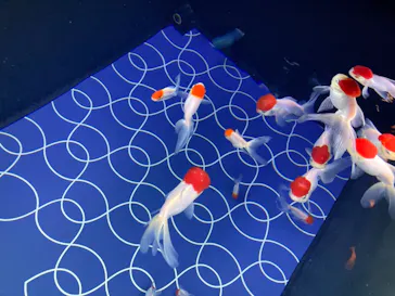 すみだ水族館に投稿された画像（2021/12/11）