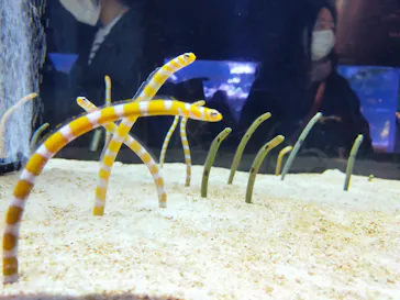 すみだ水族館に投稿された画像（2021/12/11）