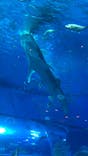 沖縄美ら海水族館に投稿された画像（2021/12/11）
