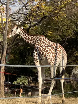 天王寺動物園に投稿された画像（2021/12/11）
