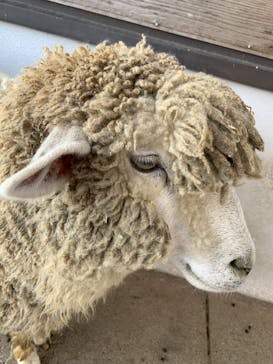 アロハガーデンたてやまに投稿された画像（2021/12/11）