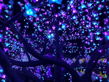 神戸イルミナージュに投稿された画像（2021/12/11）