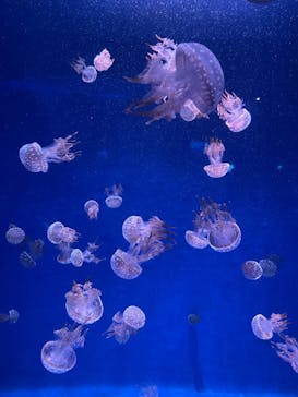 新江ノ島水族館に投稿された画像（2021/12/11）