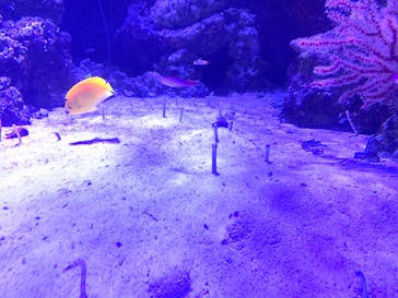 マクセル アクアパーク品川に投稿された画像（2021/12/11）