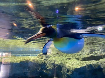 マクセル アクアパーク品川に投稿された画像（2021/12/11）