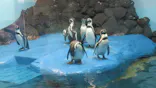 ゼロ距離水族館 伊勢シーパラダイスに投稿された画像（2021/12/11）