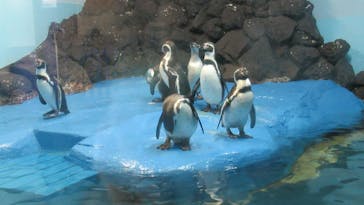 ゼロ距離水族館 伊勢シーパラダイスに投稿された画像（2021/12/11）