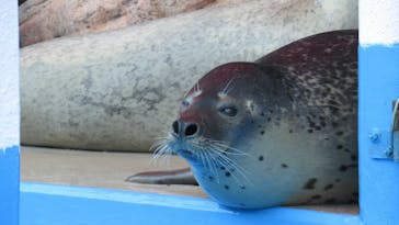 ゼロ距離水族館 伊勢シーパラダイスに投稿された画像（2021/12/11）