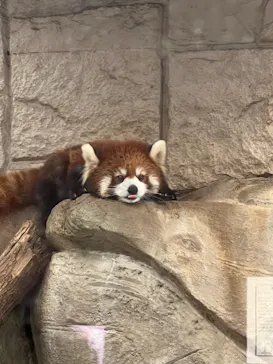 天王寺動物園に投稿された画像（2021/12/11）