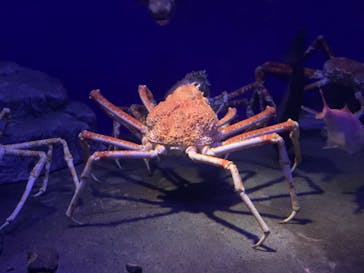 新江ノ島水族館に投稿された画像（2021/12/11）