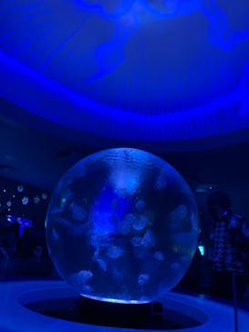 新江ノ島水族館に投稿された画像（2021/12/11）