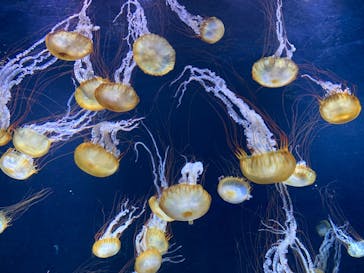 新江ノ島水族館に投稿された画像（2021/12/11）