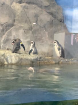 新江ノ島水族館に投稿された画像（2021/12/11）