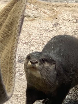 新江ノ島水族館に投稿された画像（2021/12/11）