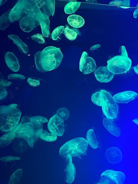 名古屋港水族館に投稿された画像（2021/12/12）