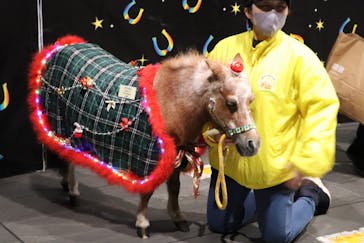 東京メガイルミに投稿された画像（2021/12/12）