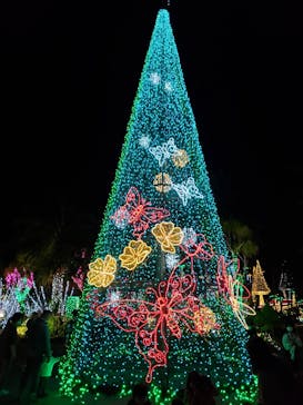 美らヤシパークオキナワ・東南植物楽園に投稿された画像（2021/12/12）