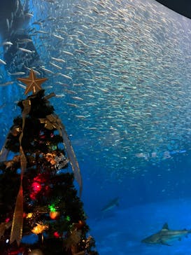 名古屋港水族館に投稿された画像（2021/12/12）