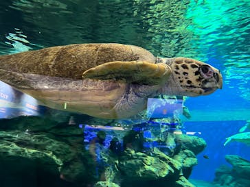 名古屋港水族館に投稿された画像（2021/12/12）
