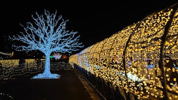 東京メガイルミに投稿された画像（2021/12/12）