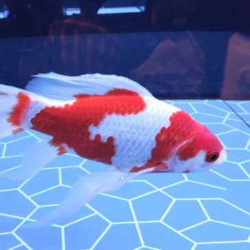 すみだ水族館に投稿された画像（2021/12/12）