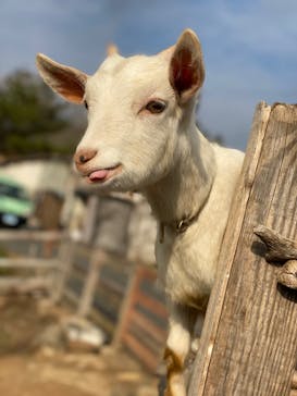 秋吉台自然動物公園 サファリランドに投稿された画像（2021/12/12）