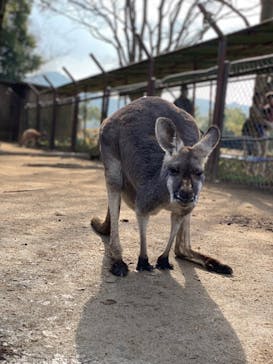 秋吉台自然動物公園 サファリランドに投稿された画像（2021/12/12）