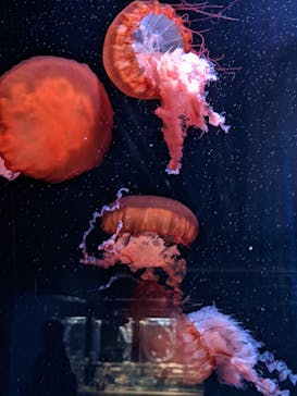 京都水族館に投稿された画像（2021/12/12）