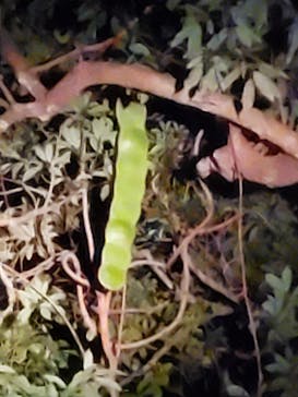 ミッドナイトツアー 奄美に投稿された画像（2021/12/12）