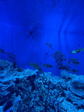 サンシャイン水族館に投稿された画像（2021/12/12）