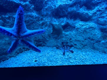 サンシャイン水族館に投稿された画像（2021/12/12）