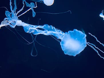 サンシャイン水族館に投稿された画像（2021/12/12）