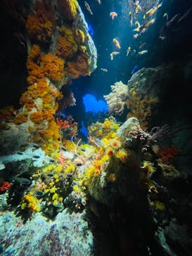 サンシャイン水族館に投稿された画像（2021/12/12）