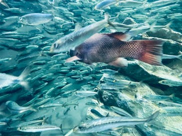 サンシャイン水族館に投稿された画像（2021/12/12）