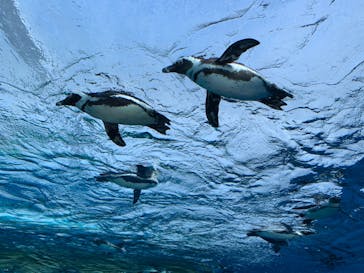 サンシャイン水族館に投稿された画像（2021/12/12）