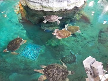 名古屋港水族館に投稿された画像（2021/12/12）