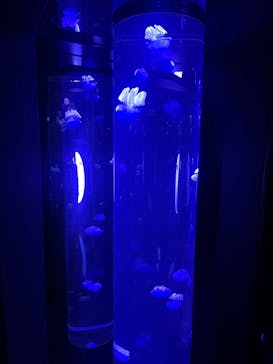 サンシャイン水族館に投稿された画像（2021/12/12）