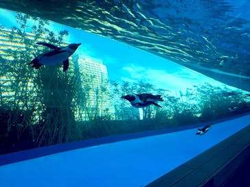 サンシャイン水族館に投稿された画像（2021/12/12）