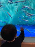 しながわ水族館に投稿された画像（2021/12/12）