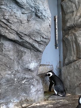 しながわ水族館に投稿された画像（2021/12/12）
