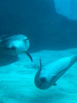 名古屋港水族館に投稿された画像（2021/12/12）