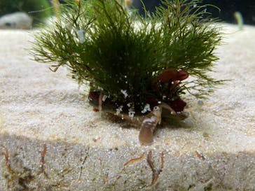京都水族館に投稿された画像（2021/12/12）