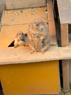 淡路ファームパーク イングランドの丘に投稿された画像（2021/12/12）