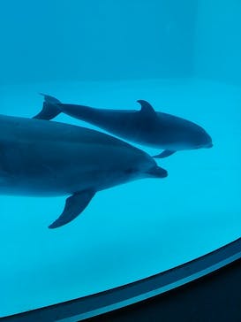 名古屋港水族館に投稿された画像（2021/12/12）