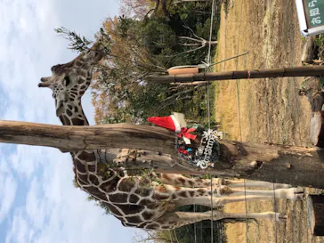 天王寺動物園に投稿された画像（2021/12/12）