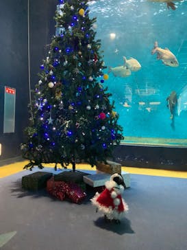 箱根園水族館に投稿された画像（2021/12/12）