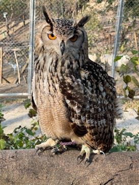 しろとり動物園に投稿された画像（2021/12/12）