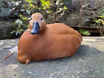 伊豆シャボテン動物公園に投稿された画像（2021/12/12）