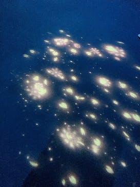 アクアワールド茨城県大洗水族館に投稿された画像（2021/12/12）