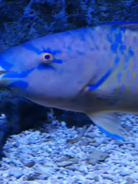 すみだ水族館に投稿された画像（2021/12/12）